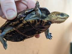 Kinosternon scorpioides scorpioides