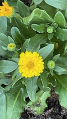 Calendula officinalis