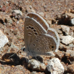 Echinargus isola