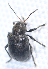 Bromius obscurus