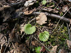 Chrysosplenium alternifolium