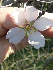 Prunus