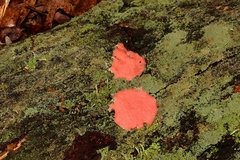 Tubifera magna