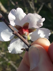 Prunus