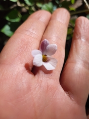 Viola ocellata