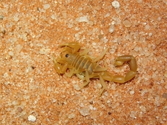 Parabuthus kuanyamarum