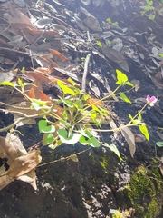 Viola ocellata