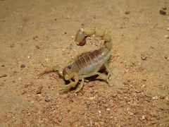 Parabuthus kraepelini