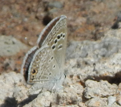 Echinargus isola