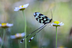 Matricaria