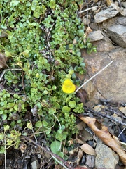Calceolaria tenella