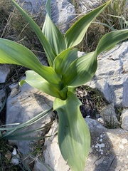 Drimia numidica