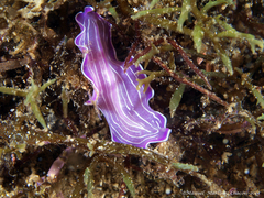 Prostheceraeus roseus