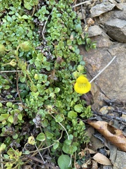Calceolaria tenella