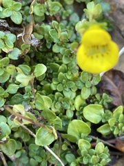 Calceolaria tenella