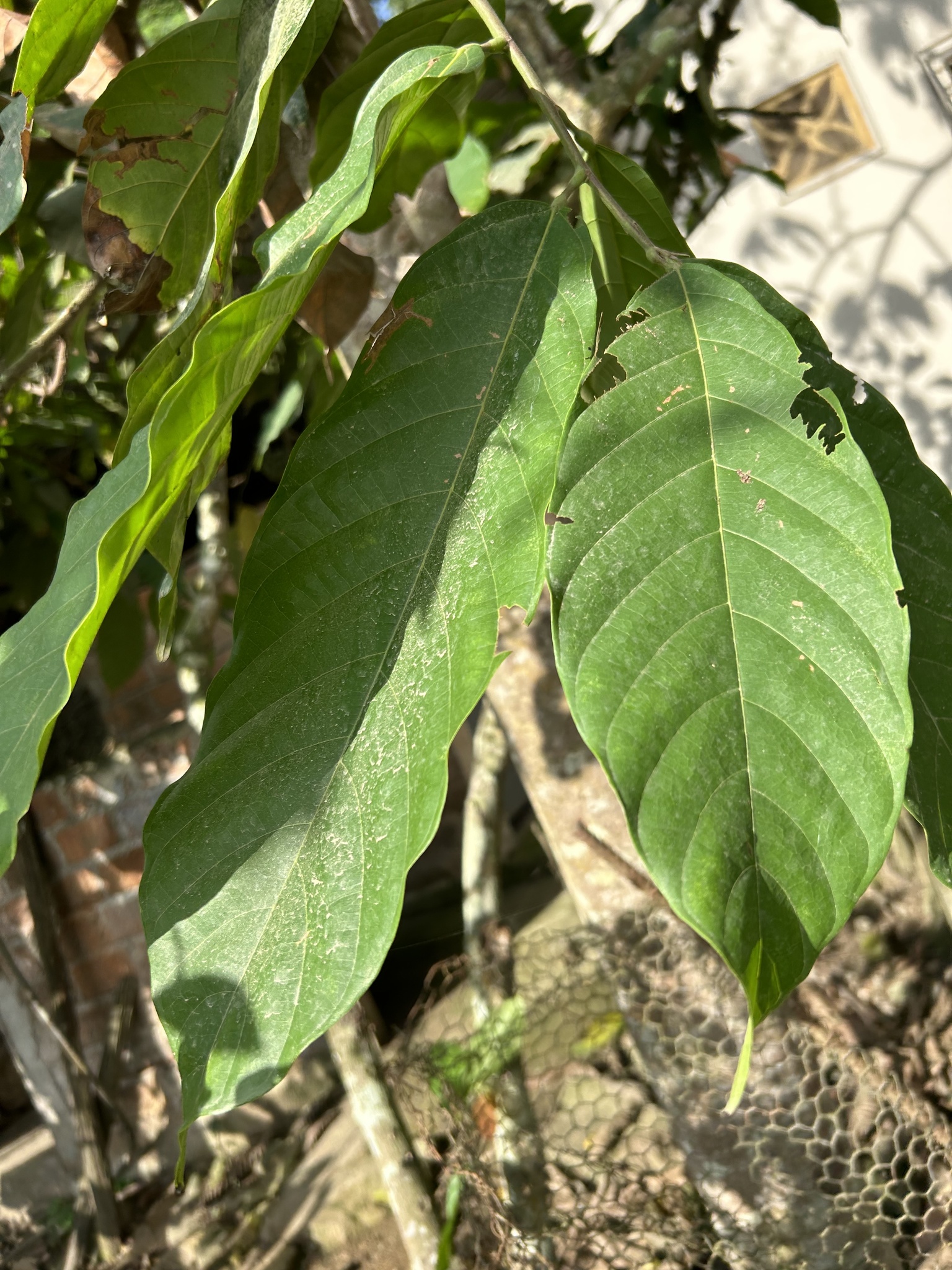 Annona Squamosa L.