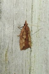 Planotortrix notophaea