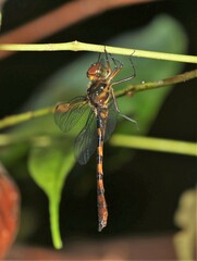 Macromidia fulva