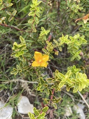Hypericum balearicum
