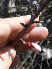 Prunus