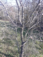 Prunus