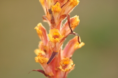Orobanche kurdica