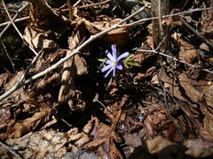 Anemonoides caucasica