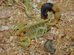 Parabuthus laevifrons