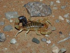 Parabuthus laevifrons