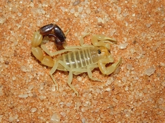 Parabuthus laevifrons