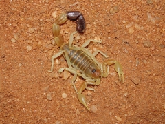 Parabuthus laevifrons