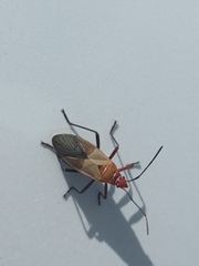 Dysdercus mimus