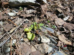 Chrysosplenium alternifolium