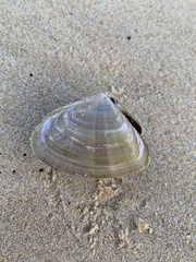 Latona deltoides