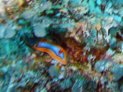 Chromodoris hamiltoni