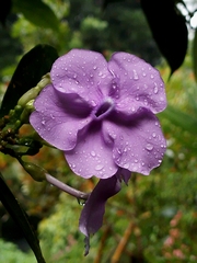 Brunfelsia pauciflora