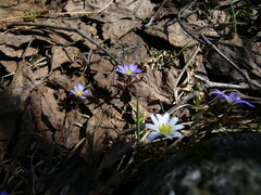 Anemonoides caucasica