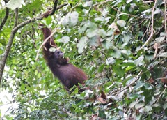 Pongo pygmaeus morio