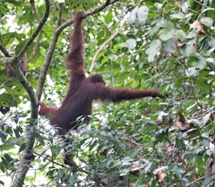 Pongo pygmaeus morio