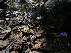 Anemonoides caucasica