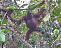 Pongo pygmaeus morio
