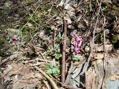 Corydalis caucasica