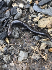 Plethodon richmondi