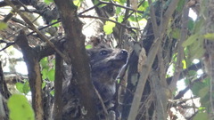 Dendrohyrax arboreus