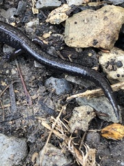 Plethodon richmondi