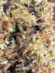Tetraphis pellucida