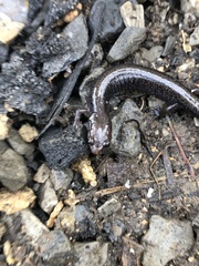 Plethodon richmondi