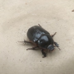 Heteronychus arator
