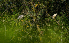Nycticorax nycticorax