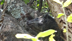 Dendrohyrax arboreus